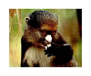Demand for exotic pets pushes species to the brink