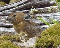 Early Mexican civilization may have bred rabbits and hares