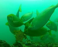 rabbitfish-feeding-kelp-bg