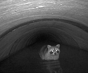 Death-dodging wildlife finds path to safety under US roads