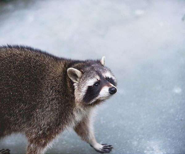 Belgium struggles with spread of 'invasive' raccoons