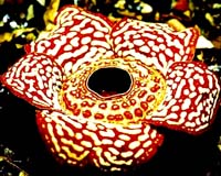 New hope for world's biggest and weirdest flower