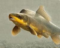 Endangered fish spawning in Grand Canyon National Park after 23-year absence