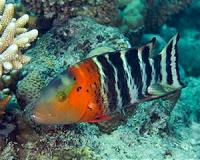 Reef fish arrived in two waves