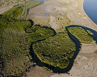 Desert mangroves are major source of carbon storage