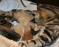 Baby panda adopted by house cat dies: zoo