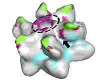 Retroviruses 'almost half a billion years old'