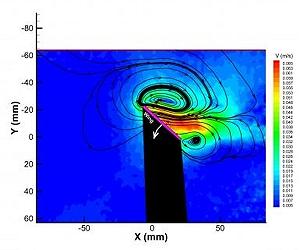 How Hummingbirds Fight The Wind
