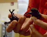 UM Research Reveals Secrets of Animal Weapons