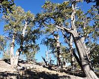 NASA/USGS Mission Helps Answer: What Is a Forest
