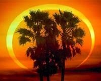 Palm trees are spreading northward - how far will they go?