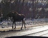 Road salt runoff threatens US, Canada lakes: study