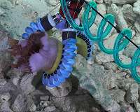 DIY robots help marine biologists discover new deep-sea dwellers