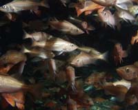 Rockfish Thrive With Offshore Platforms As Their Home Base
