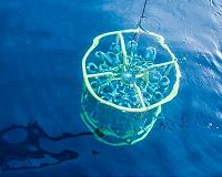 Tiny ocean organism has big role in climate regulation
