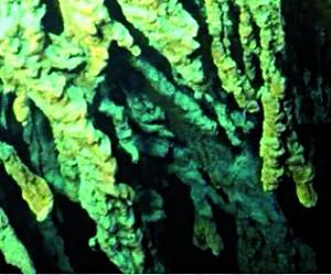 New Microscopic Life Aboard The RMS Titanic