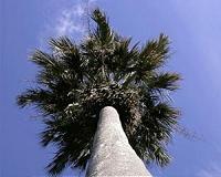 Bangladesh plants million trees to cut lightning toll