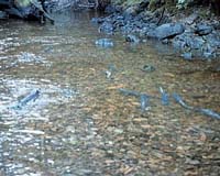 West Coast Salmon Return In Smaller Numbers