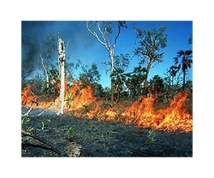 Savannas, forests in a battle of the biomes