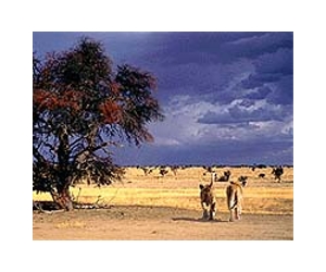 Cheetahs in race to survive