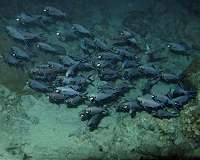 US scientists track fish migration using DNA in water samples