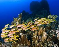 Ocean protection gaining momentum, but still lags progress made on land