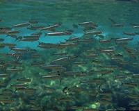 Top chefs tout anchovies, sardines to save the oceans