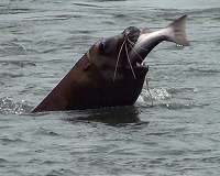 Data with Flippers? Studying the Ocean from a Seal's POV
