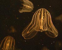 Marine biologists perplexed by jellyfish in Baltic Sea