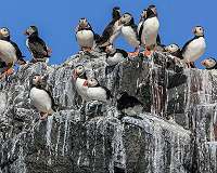 Stressed seabirds not concerned with offspring, study says