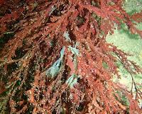 Seaweeds get sick too when they're stressed