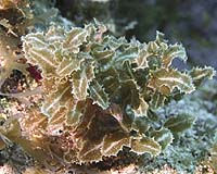 Expedition Discovers Marine Treasures