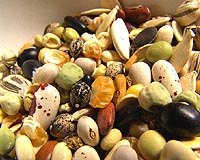 Dormant plant seeds allow fore greater species diversity