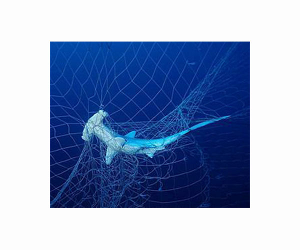 High cost to wildlife from shark nets protecting S.Africa beaches