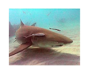 Heavy rains a suspect in sharks' deaths