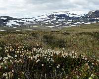 Study finds toxic mercury is accumulating in the Arctic tundra