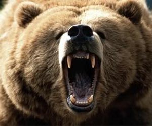 Famished Serbian bear goes to Hungary in search of food