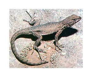 Officials misleading public on 'Lizard King' : opposition