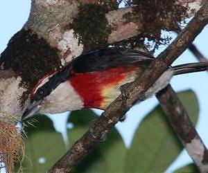 New bird species discovered in 'cloud forest' of Peru