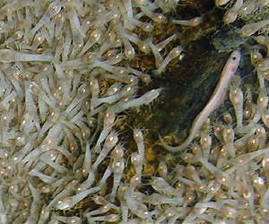 World's deepest sea vents reveal unknown creatures