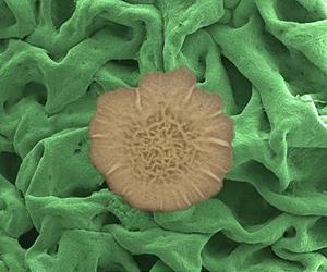 A Pesky Bacterial Slime Reveals Its Survival Secrets