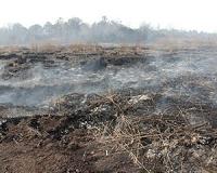 New research outlines global threat of smoldering peat fires