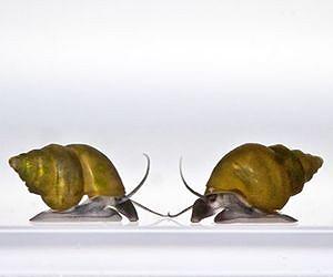 UI biology professor finds 'Goldilcks' effect in snail populations