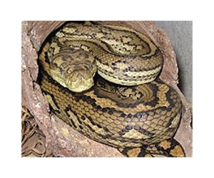 Track down giant pythons for cash in Florida?