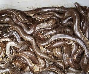 Malaysian authorities appeal 'Lizard King' jail sentence