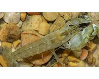 What snapping shrimp sound patterns may tell us about reef ecosystems