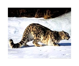 Nepal children to track elusive snow leopard
