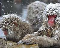 Japan zoo culls 57 monkeys carrying 'invasive' genes