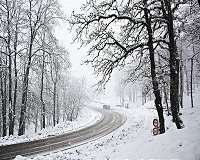 Slovenian dogs sent 'crazy' by road salting mix-up