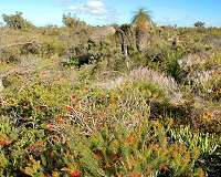 Why are Australia's shrublands like 'knee-high tropical rainforests'?